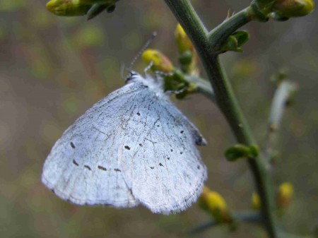 azuré de la faucille : fiche technique